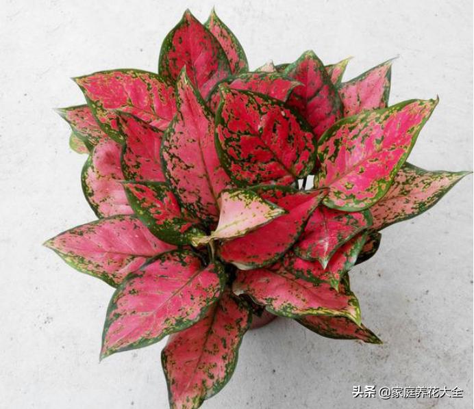 花叶红叶万年青,红叶万年青有什么品种