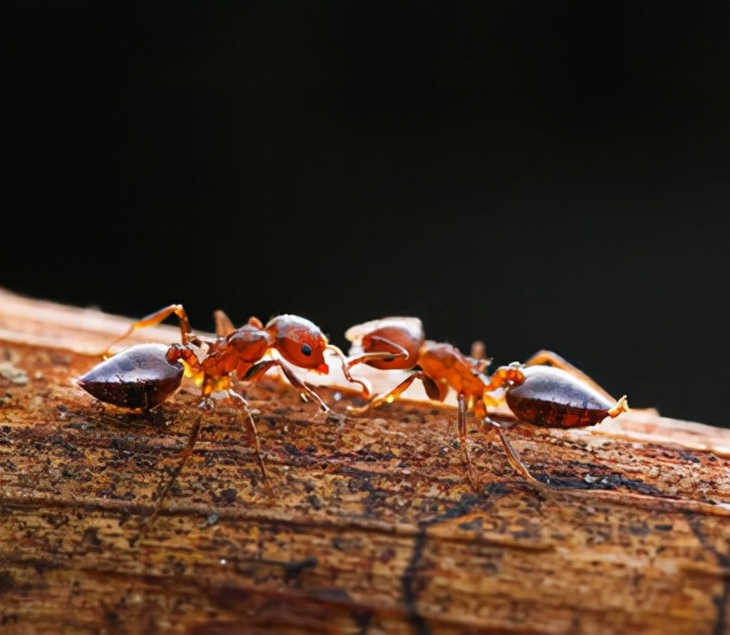如何除四害灭蟑螂,四害消杀灭鼠除蟑螂