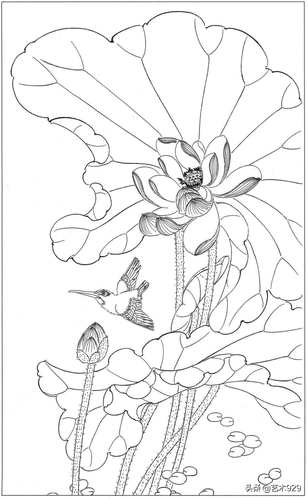 余稚荷花蜻蜓图高清白描底稿,白描荷花勾线方法讲解视频