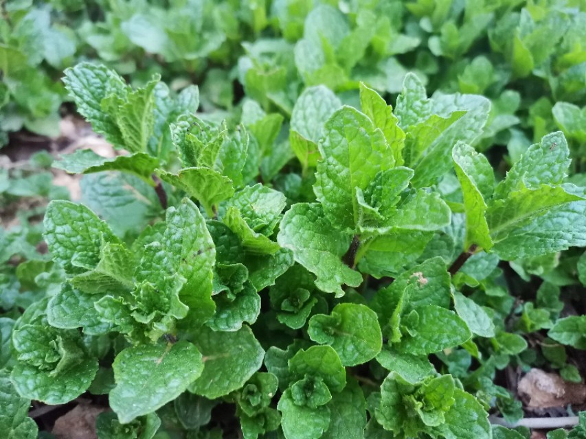 与薄荷相似的野菜,野薄荷野菜
