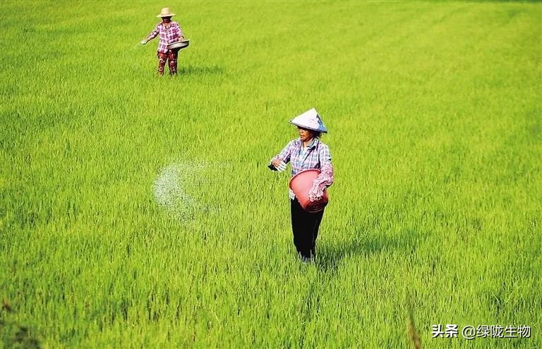 海藻精对植物的效果,海藻精水溶肥料有什么作用