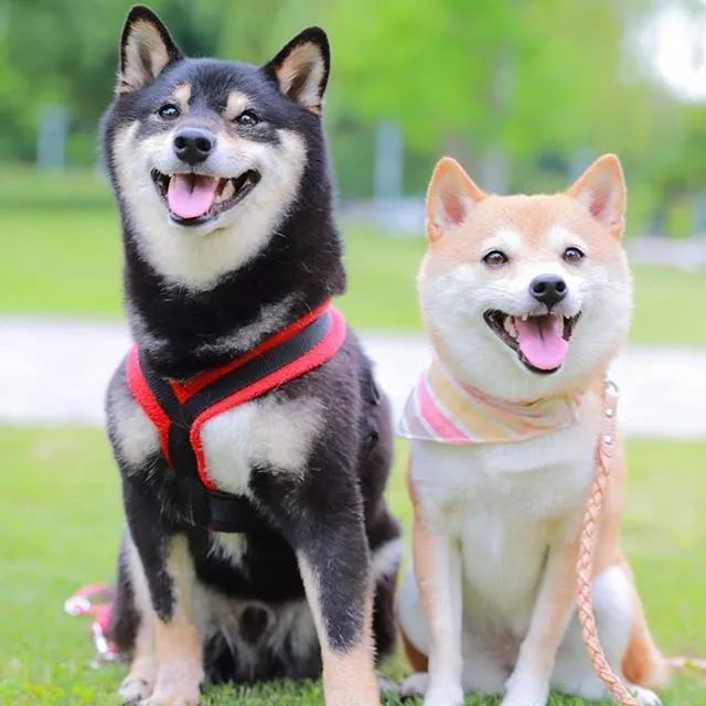 比人还会拍照的狗,简直萌炸朋友圈了