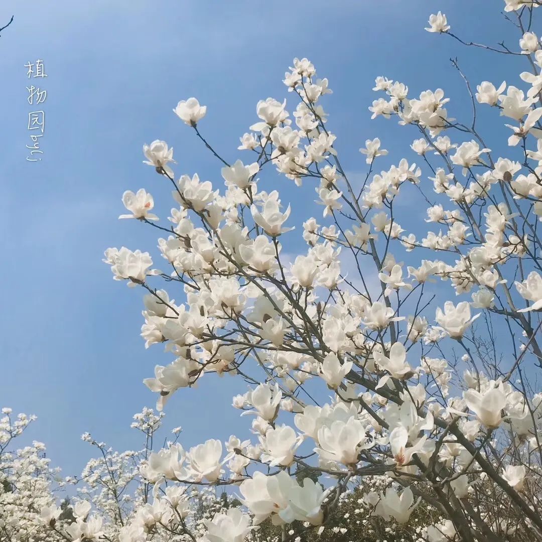 苏州赏花推荐景点有哪些,苏州赏花踏青攻略