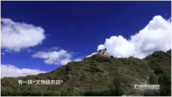 青青稞酒自有品牌青稞酒,走进上市公司全集