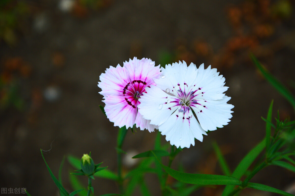 赞美天蝎座和天秤座的唯美句子,赞美天秤座的所有优美句子