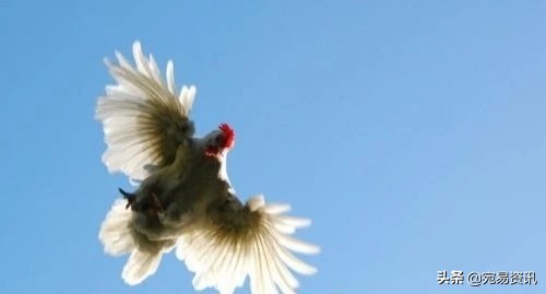 白公鸡啄人迷信说法,民俗中的白公鸡