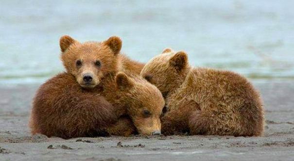 地球会出现更厉害的物种吗,地球上前几次人类是怎样灭绝的