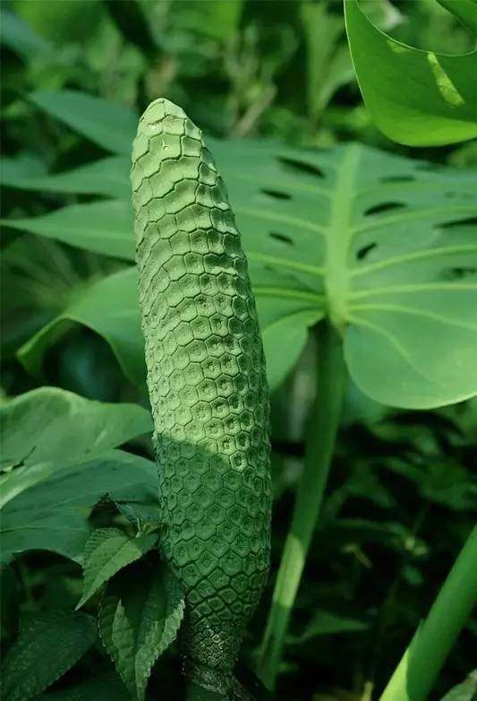 有几种特殊的水果你见过几个,这些精品水果你吃过几种