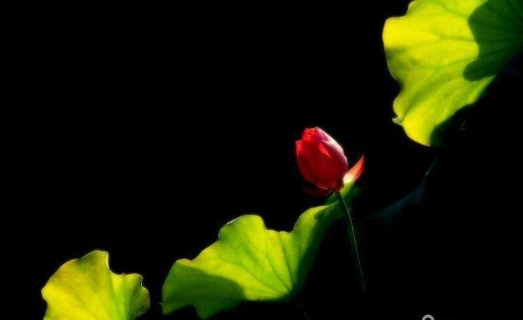 临颍：摄影家大咖走进三高，现场传授摄影秘籍