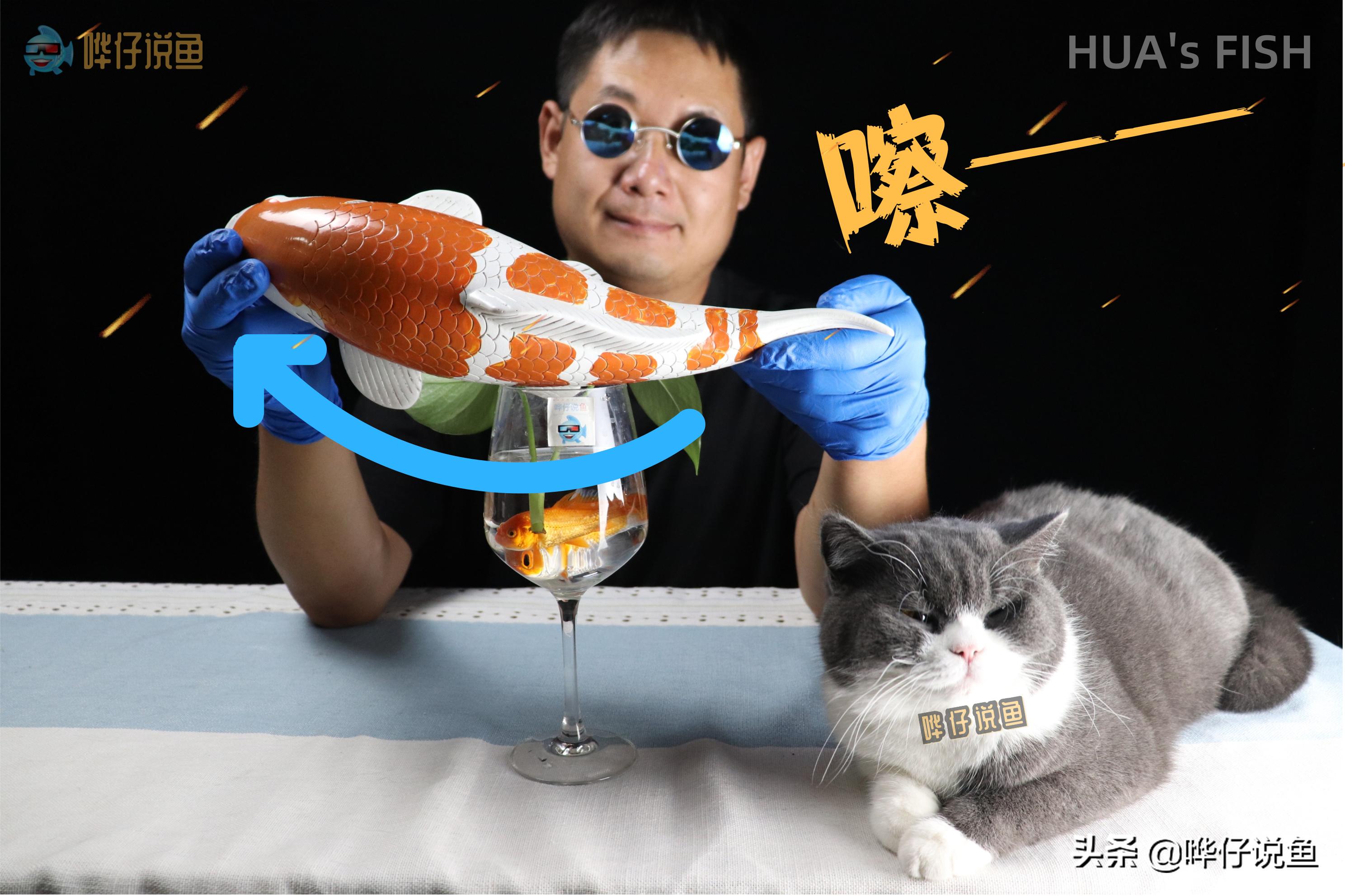 热带观赏鱼蹭缸怎么办,龙鱼蹭缸是什么寄生虫