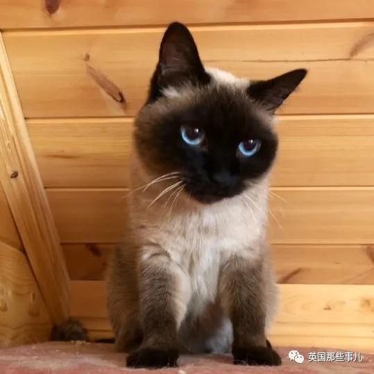 养暹罗等于养好几种猫,重庆暹罗猫变黑了还能白回来吗