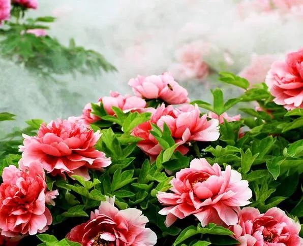 达则兼济天下·牡丹外