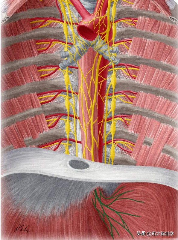 腹腔神经丛,腹腔神经丛分布图
