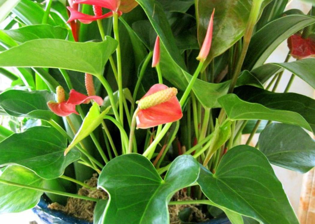 冬天红掌叶子全掉光了还能活吗,怎么养红掌不黄叶