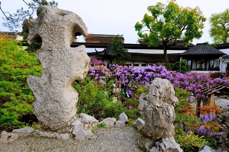 四月的春风西安,四月春风里的樱花