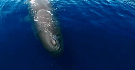 适合宝宝看的动物世界纪录片,十大儿童必看动物纪录片