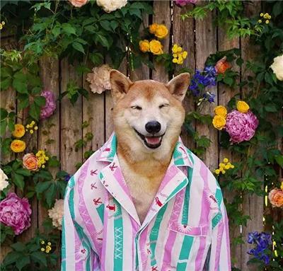 成熟狗狗穿搭,狗界王老五的时尚型穿搭示范