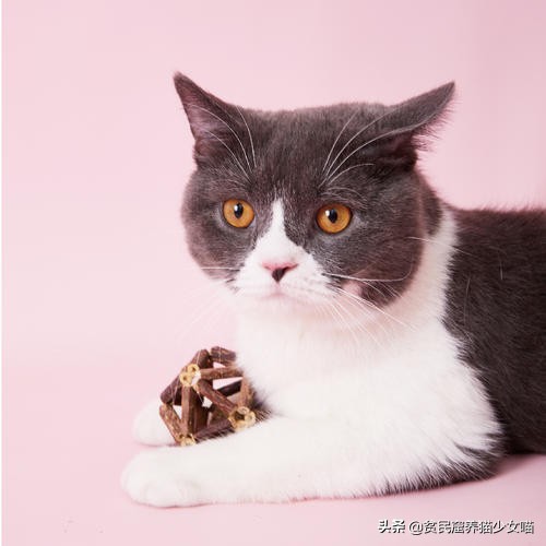 猫咪必备玩具排行榜,猫咪最爱的7款玩具