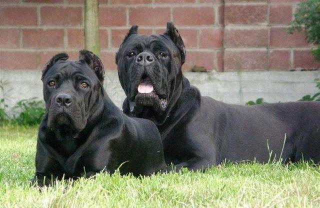 带刀侍卫的卡斯罗犬,带刀侍卫卡斯罗