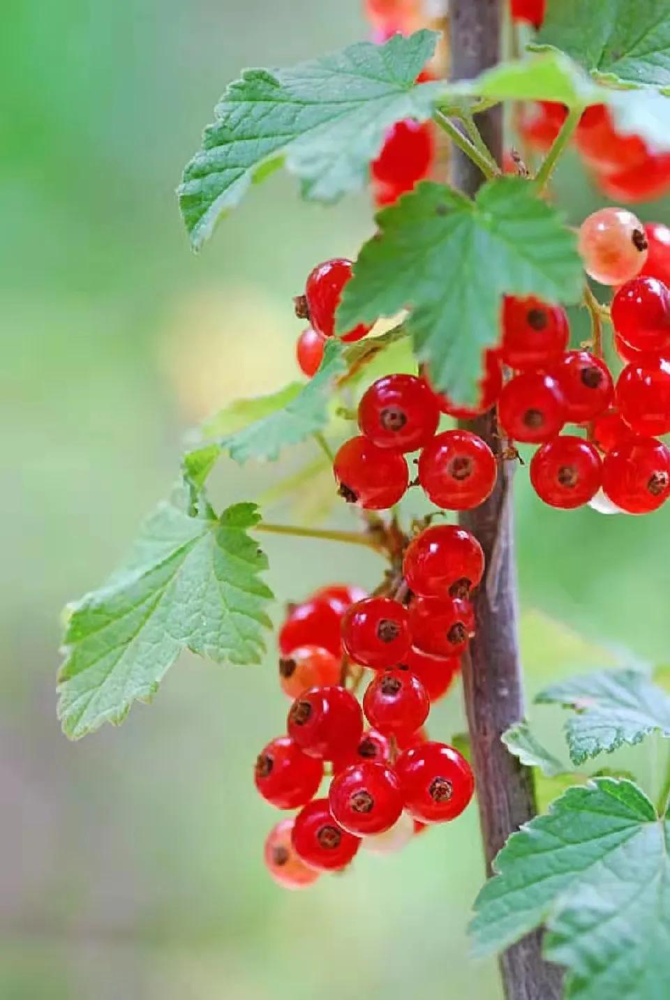 三桥红运串串,串串鸿运