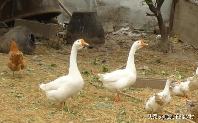 在农村霍乱为鹅禽的常见病，从病原到防治，为您剖析