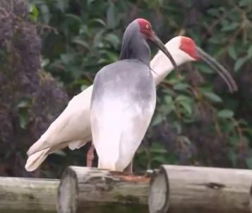 东方宝石2020年版本,东方宝石濒临灭绝