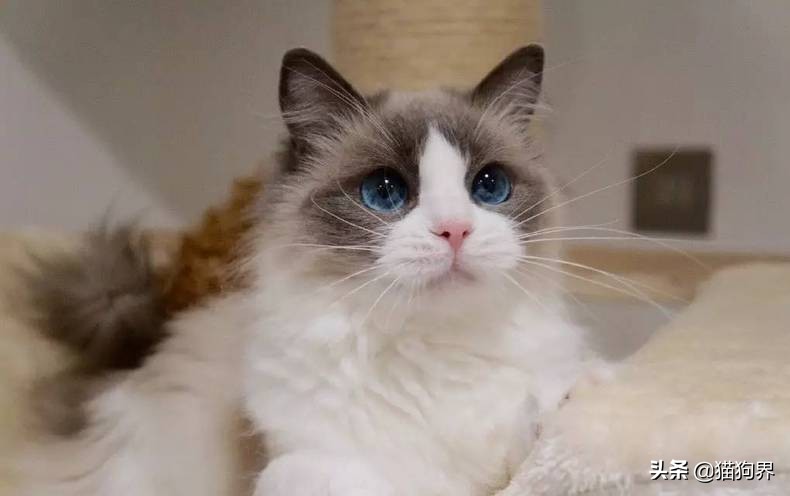 猫咪脱毛一坨一坨的掉是怎么回事,猫咪掉毛严重秃了好几块怎么办