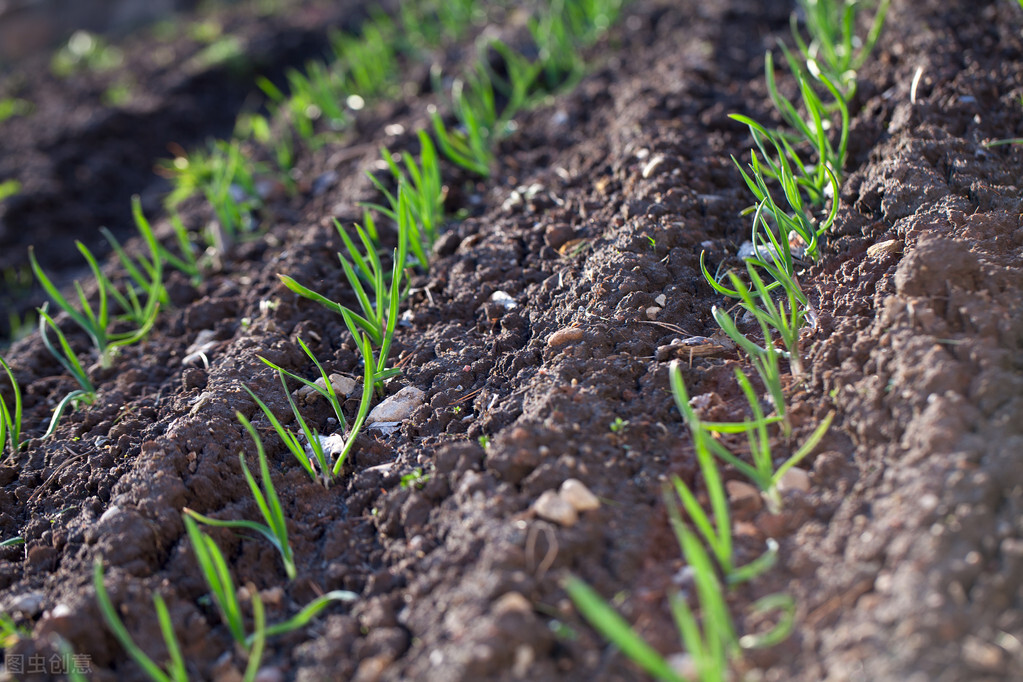 大蒜种植时间和方法百度一下,广州男篮现在怎样