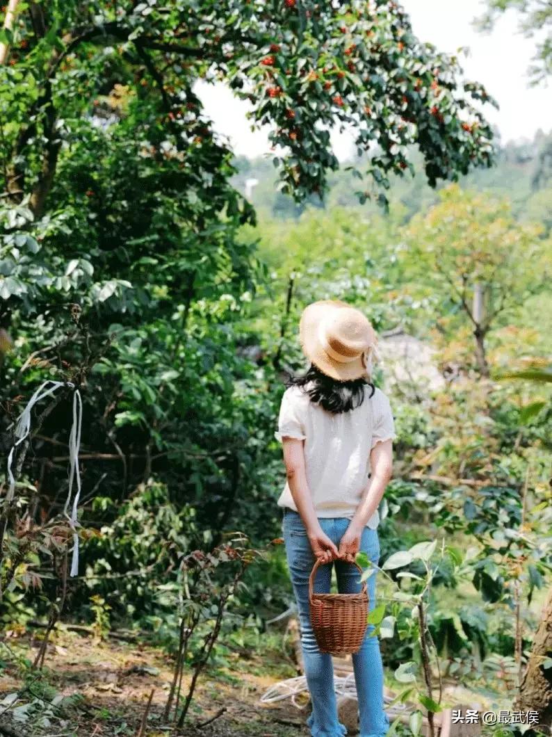 成都摘樱桃的地方不要门票,成都摘樱桃人少的地方