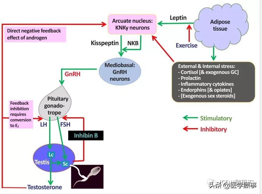 男性性腺的调控概述,男性性腺功能下降年龄