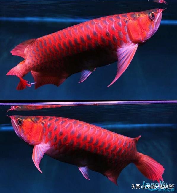 手把手教你做龙鱼最强营养秘方食谱--鲜虾牛肉狮子头，别馋哈