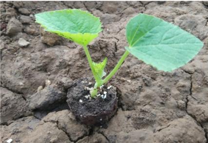 甜瓜抗重茬土壤改良剂,甜瓜枯萎病土霉素