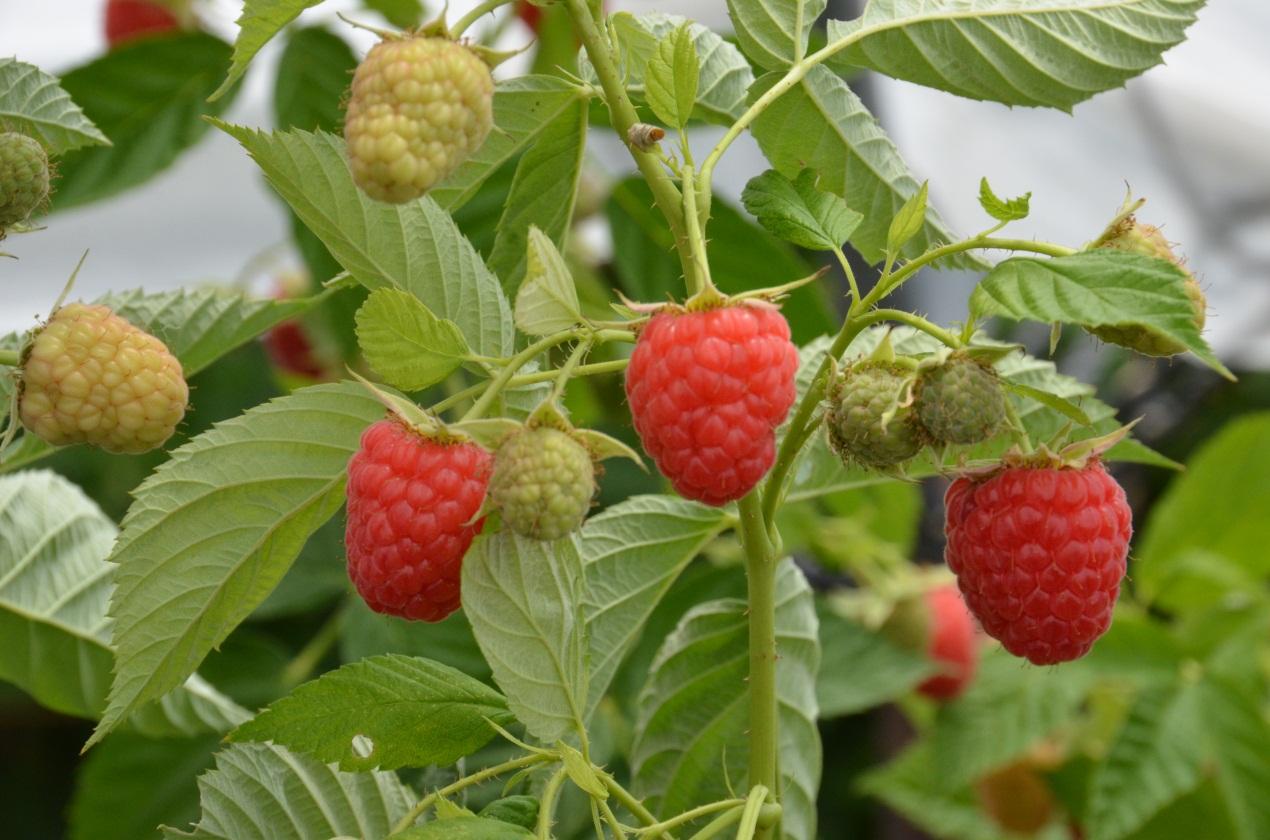 山上能吃的野草莓,80后吃过的野生果子野草莓