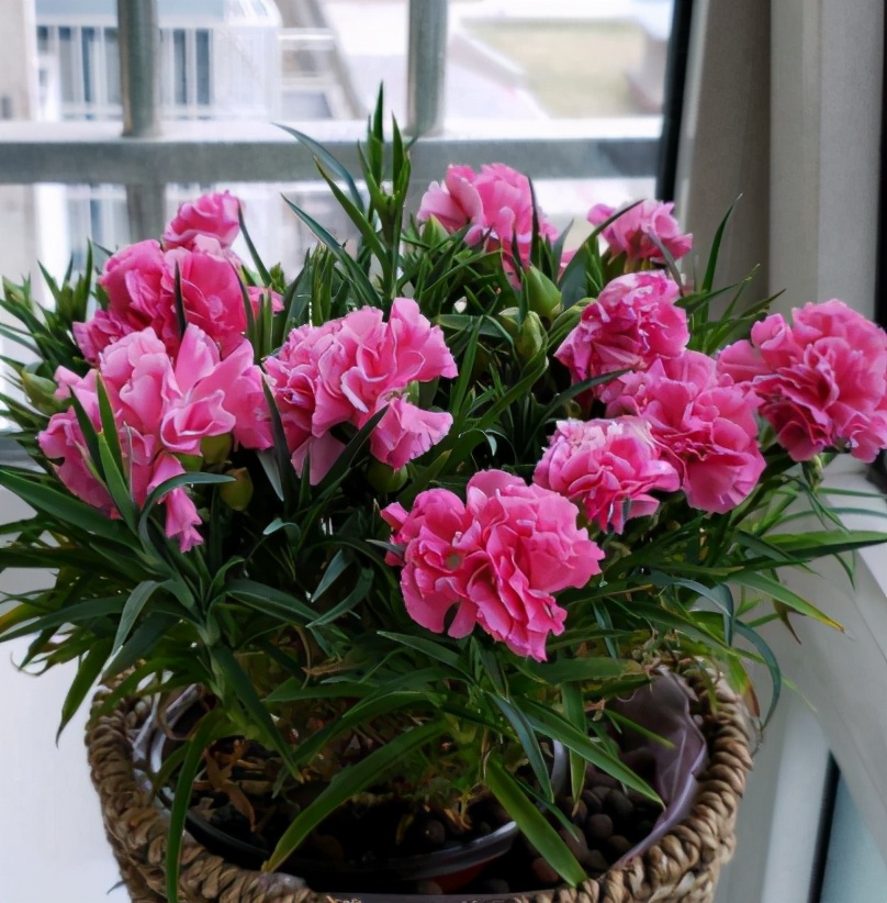 买花实用小技巧有哪些,买花怎么不会入坑