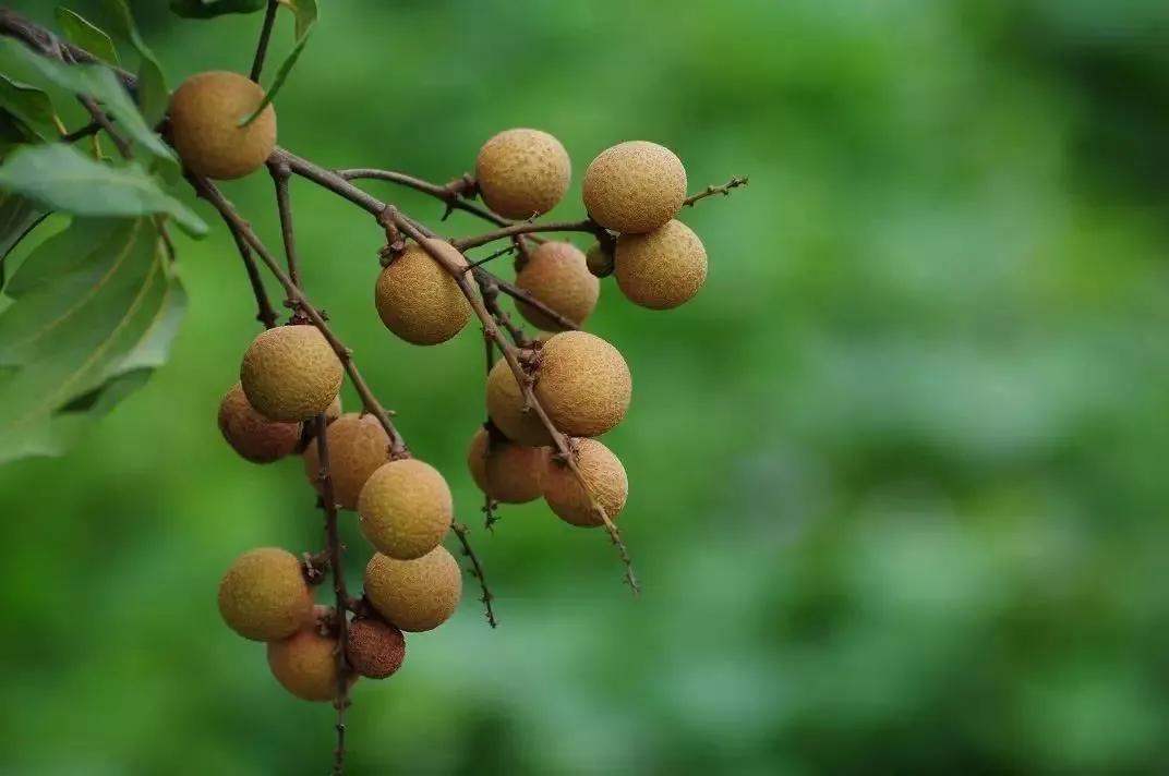 水果产业特色分析表,中国水果产业发展趋势分析