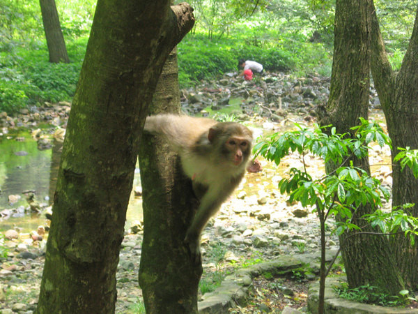 张家界天门山大自然鬼斧神工,到张家界天门山自由行攻略图片