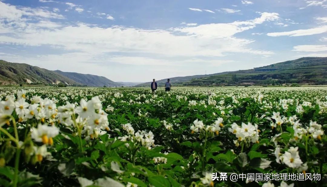 中国薯都地址在哪里,中国薯都为什么是定西