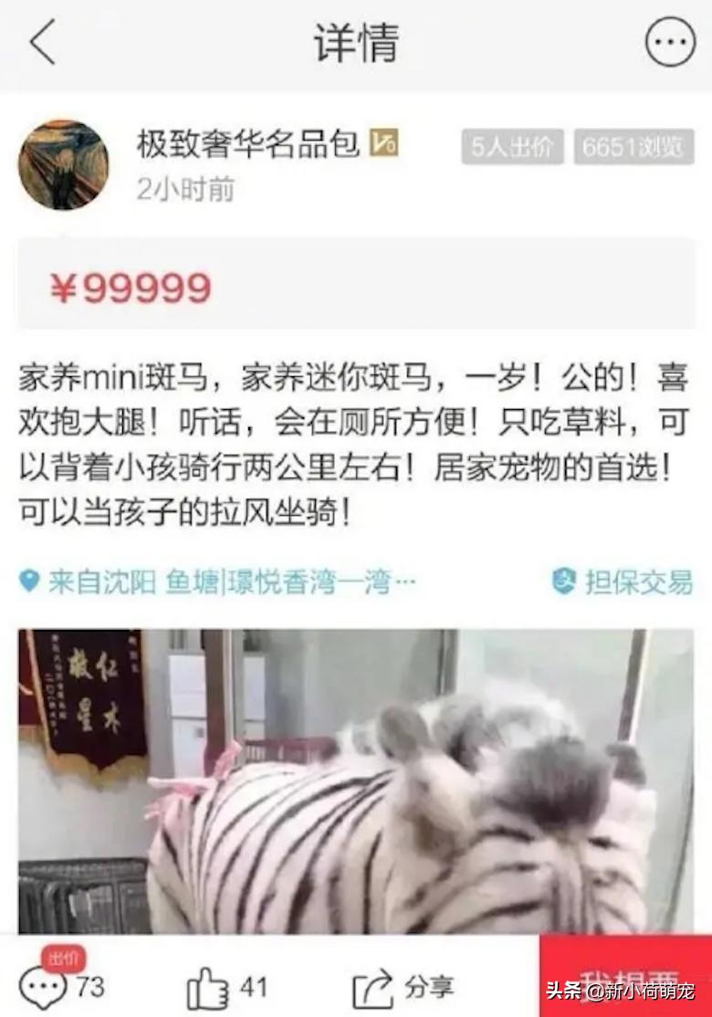 狗子理发后变成羊,狗子剃毛后成羊驼