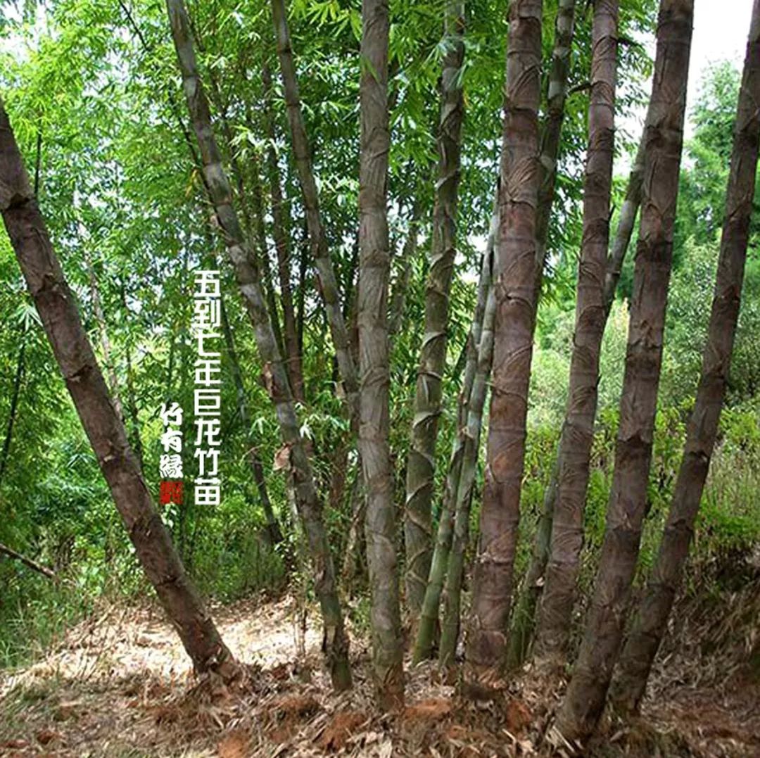 巨龙竹种多久成材,养龙竹风水