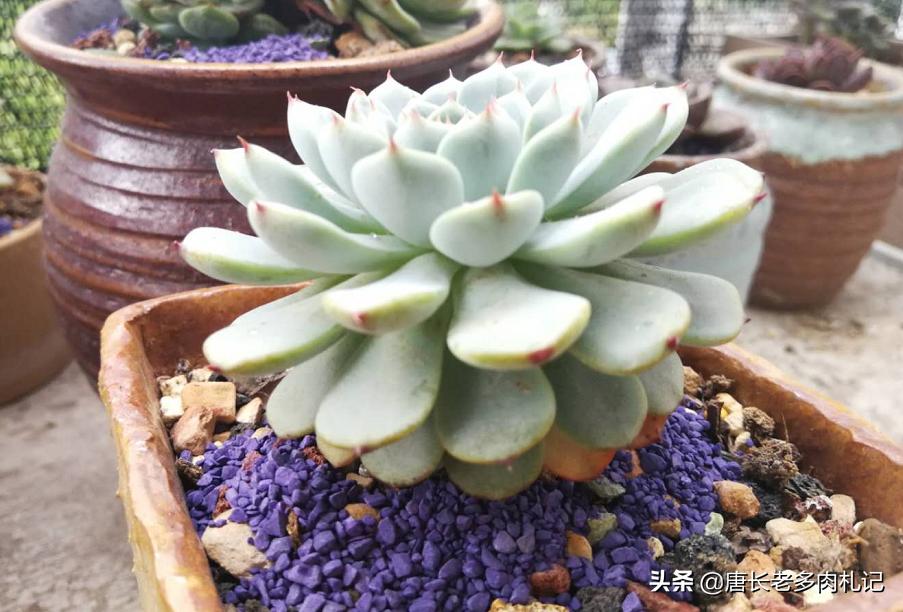 多肉被虫子啃空了,多肉叶子被虫子吃空了