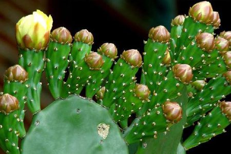 仙人掌发黄是什么原因造成的,仙人掌变黄的原因是什么