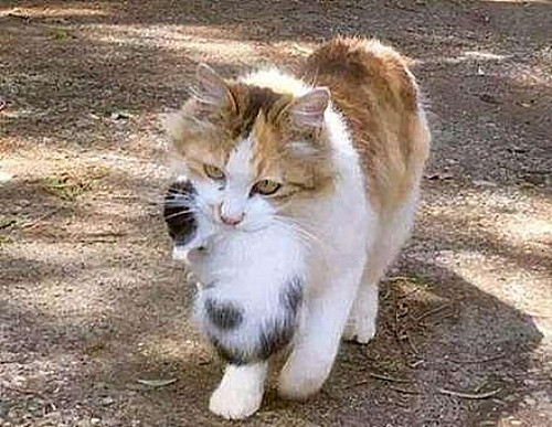 母猫总把幼崽叼给你,母猫总把小猫叼出窝