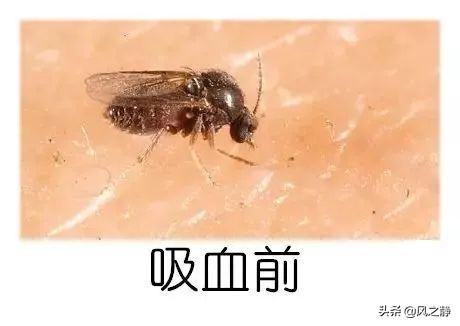 生活有妙招消灭蚊子,生活小妙招蚊子苍蝇