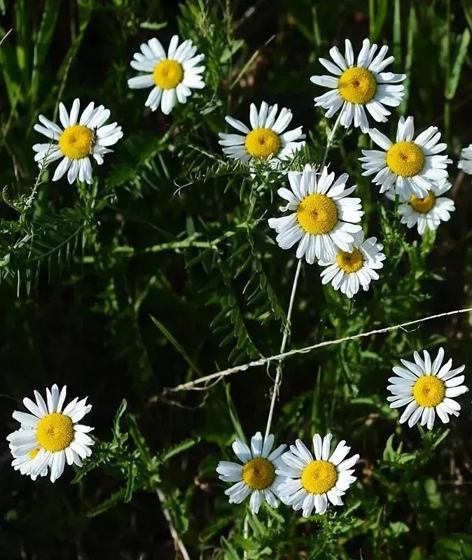 看到花的时候,不知是什么花?那就收下这份百花图谱