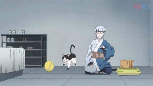 巳月养猫日常,巳月养的猫