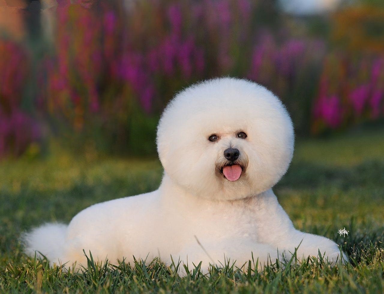 公认最好养的这几种狗,最适合家养的十种狗排行榜