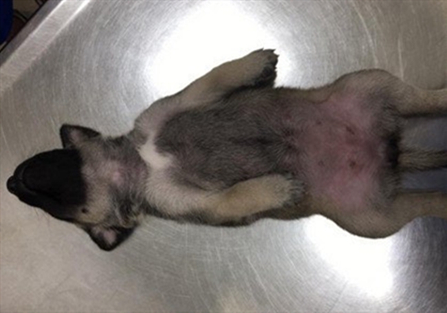 小奶狗生病了去打针,小奶狗被主人打会记仇吗