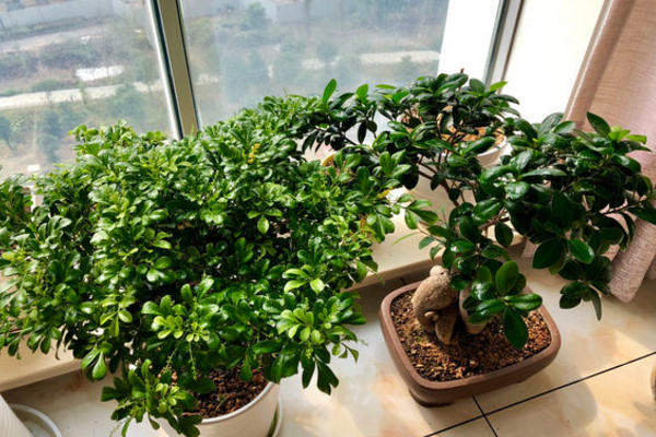 米兰移栽后套塑料袋,12度气温米兰需要用塑料袋套吗