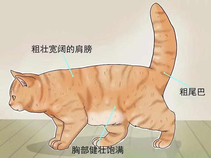 英国短毛猫银渐层如何判断纯种,英国短毛猫怎么看是不是纯种