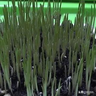 猫咪不吃肉肉怎么办,猫咪不吃鱼吃草怎么办